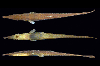 Acestridium triplax, MPEG 13355, holotype, 55.5 mm SL, female, Igarapé Mutum, Jurutí, Amazonas river Basin, Pará, Brazil