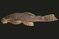 Ancistrus marcapatae, MUSM 57853, 54,6 mm SL, male; Peru, Manu, rio Madre de Dios drainage, rio Adanrayo