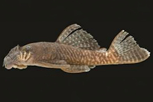 Ancistrus miracollis, INPA 57624, holotype, 66.7 mm SL, male; Brazil, Apuí, rio Sucunduri drainage, lower rio Madeira basin