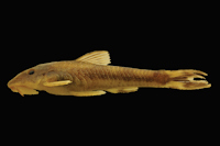 Curculionichthys coxipone, MZUSP 117380, holotype, female, 29.0 mm SL, from Mato Grosso State, municipality of Cuiabá, tributary of Rio Aricá Mirim, Rio Cuiabá drainage, 15°46