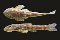 Eurycheilichthys vacariensis, new species, holotype, MCP 40659, 47.6 mm SL, male, Brazil, Rio Grande do Sul, Muitos Capões, arroio Espeto or rio Soares.