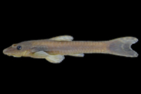 Hisonotus leucofrenatus, MCP 41630, female, 38.5 SL.