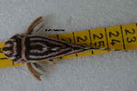 Hypancistrus zebra (L 46)