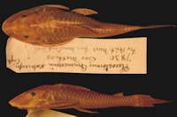 Plecostomus commersonii scabriceps - Type