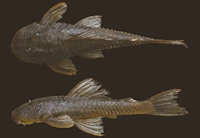 Hypostomus yaku, holotype, DZSJRP 15735, 70.8 mm SL, rio Quente, rio Paranaíba drainage, upper rio Paraná basin, Rio Quente, Goiás State, Brazil. 