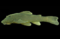 Isbrueckerichthys duseni, NUP 18358, 111.1 mm