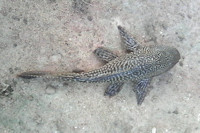 Bild 6: Liposarcus anisitsi, Thailand