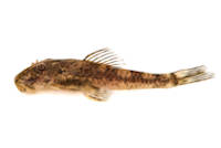 Microplecostomus forestii