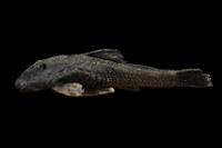 Pareiorhina hyptiorhachis, MZUSP 111956, 33.6 mm SL, holotype from Ribeirão Fernandes, Rio Paraíba do Sul basin, municipality of Santa Barbara do Tugú