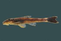 Rhinolekos britskii, holotype, DZSJRP 6489, 32.2 mm SL, female, tributary of the córrego Arapuca, rio Paranaíba
drainage, Bela Vista de Goiás, Goiás State, Brazil