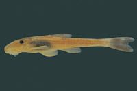 Rhinolekos schaeferi, holotype, MCP 26939, 35.4 mm SL, male, córrego Fazenda at Chácara Fernanda, rio Paranaíba
drainage, Alexânia, Goiás State, Brazil
