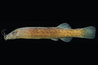 PDF) Ituglanis agreste, a new catfish from the rio de Contas basin