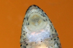 Parotocinclus longirostris