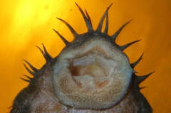 Maul von Ancistrus ranunculus (L 34)