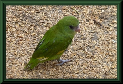 Kurzschwanz-Papagei (Graydidascalus brachyurus)