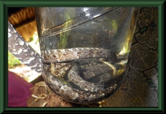 Schauer-Klapperschlange (Crotalus durissus), die giftigste Schlange Südamerikas