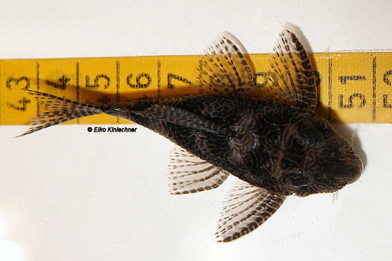Hypancistrus sp. "L411" Weibchen